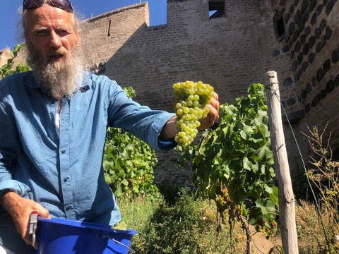 Kölner Stadtwinzer Thomas Eichert